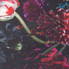 Blommig Matta - Florine Svart/Rosa - thumbnail 3